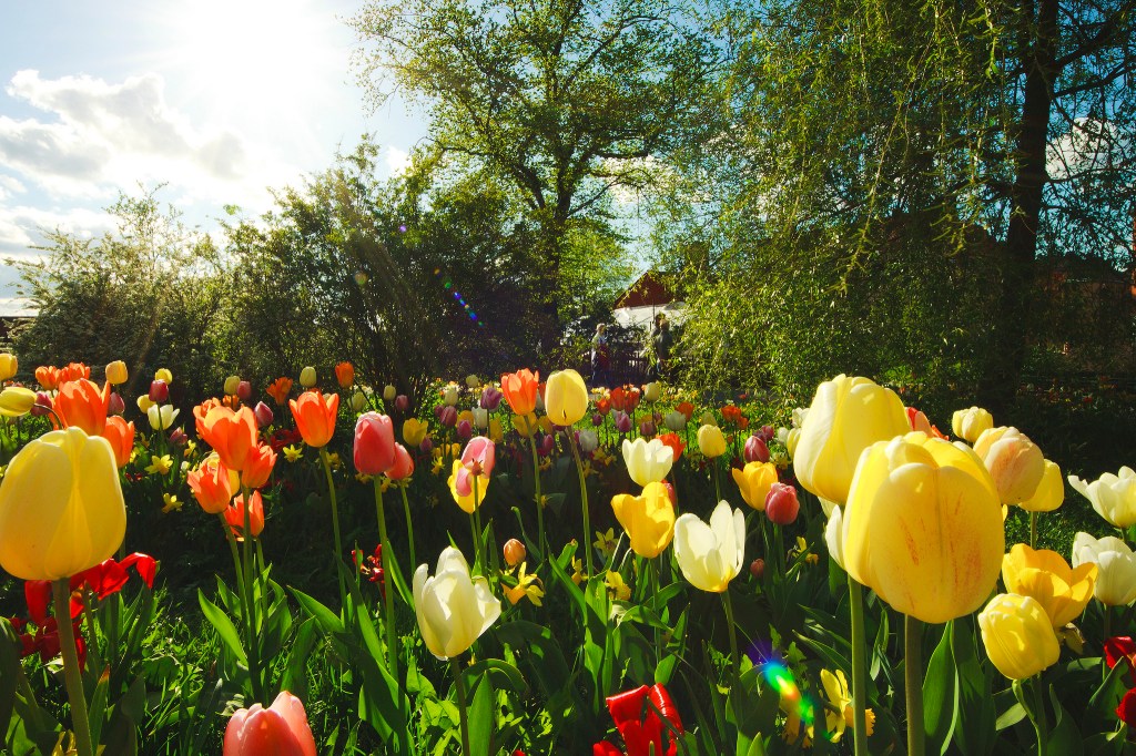 tulpaner