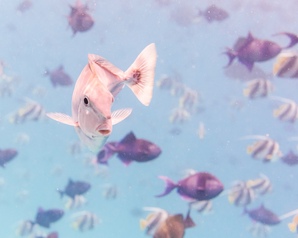Friendly pink fish in The Maldives that I met while snorkeling
