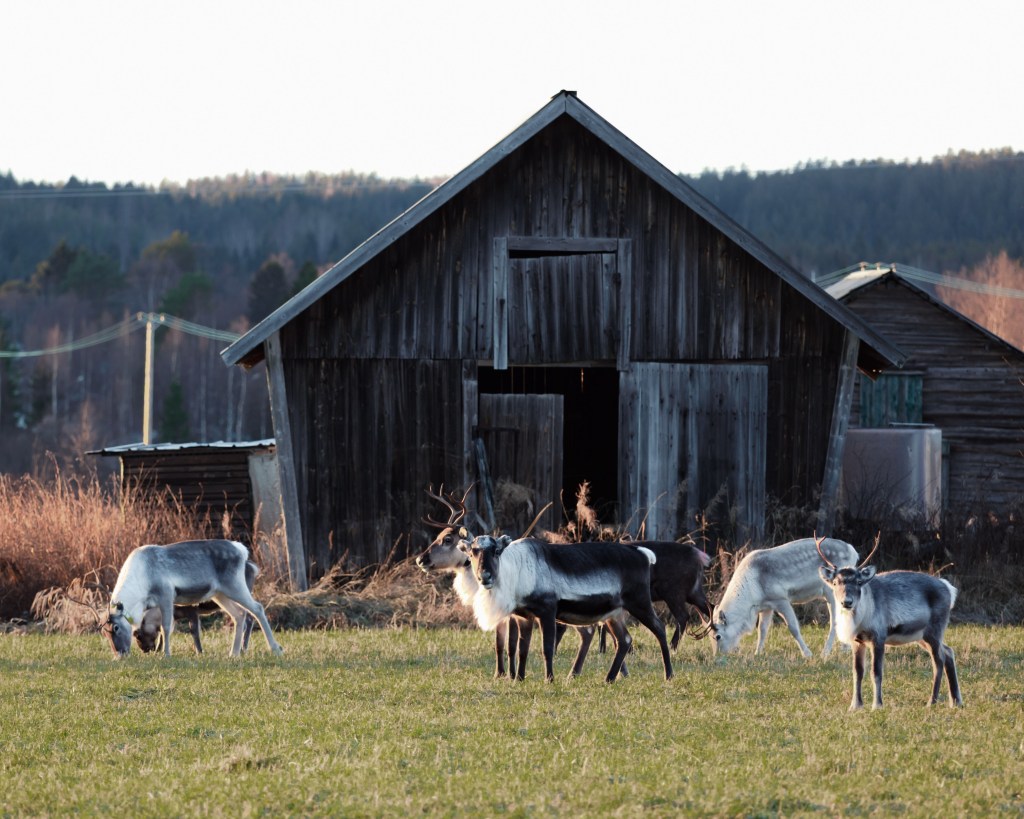 Reindeer in front of a typical barn that you find on most agricultural fields in Tornedalen, The Arctic Circle, Sweden 2022
