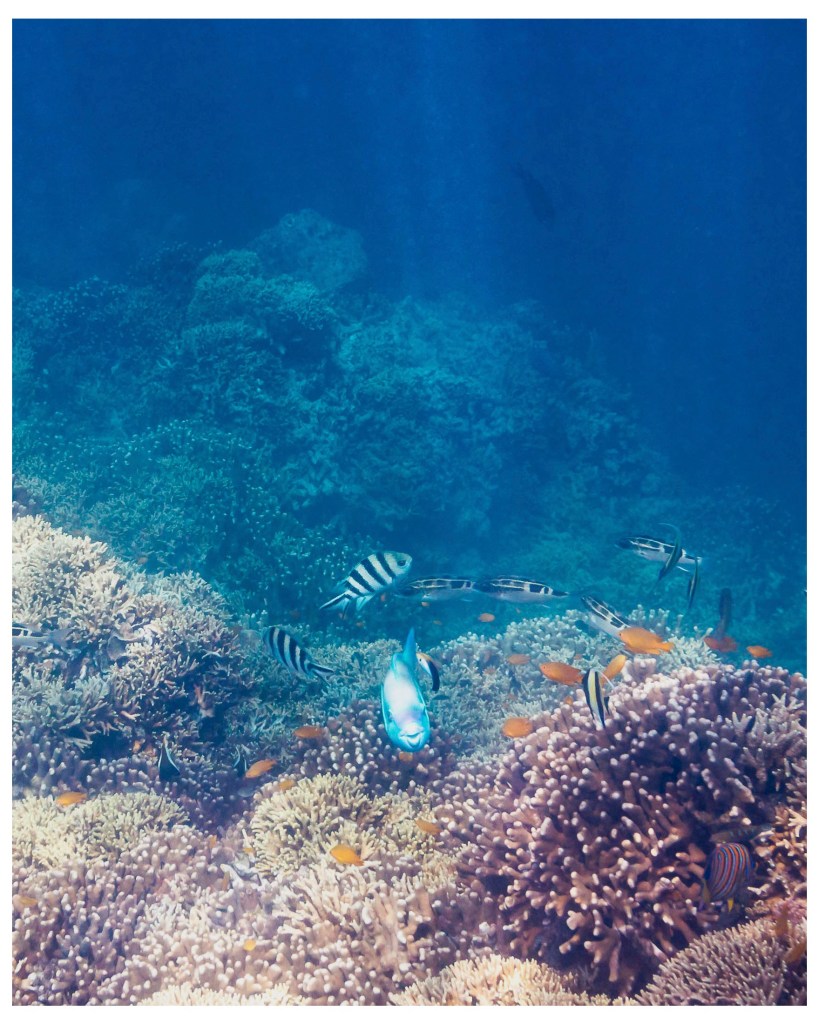 Fishes photographed while snorkelling at Menjangan Island, West Bali, Indonesia, Taman Nasional Bali Barat, West Bali National Park