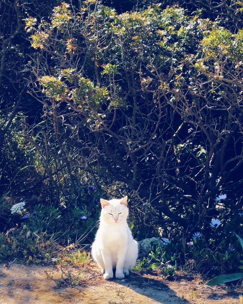One of the many cats in Sagres, Algarve, Portugal, April 2023