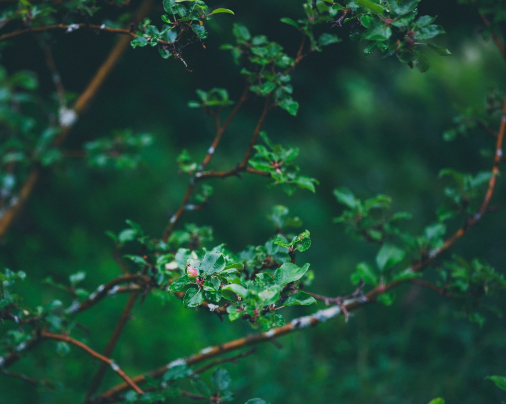Apple growing on apple tree in the north of Sweden close to the arctic circle