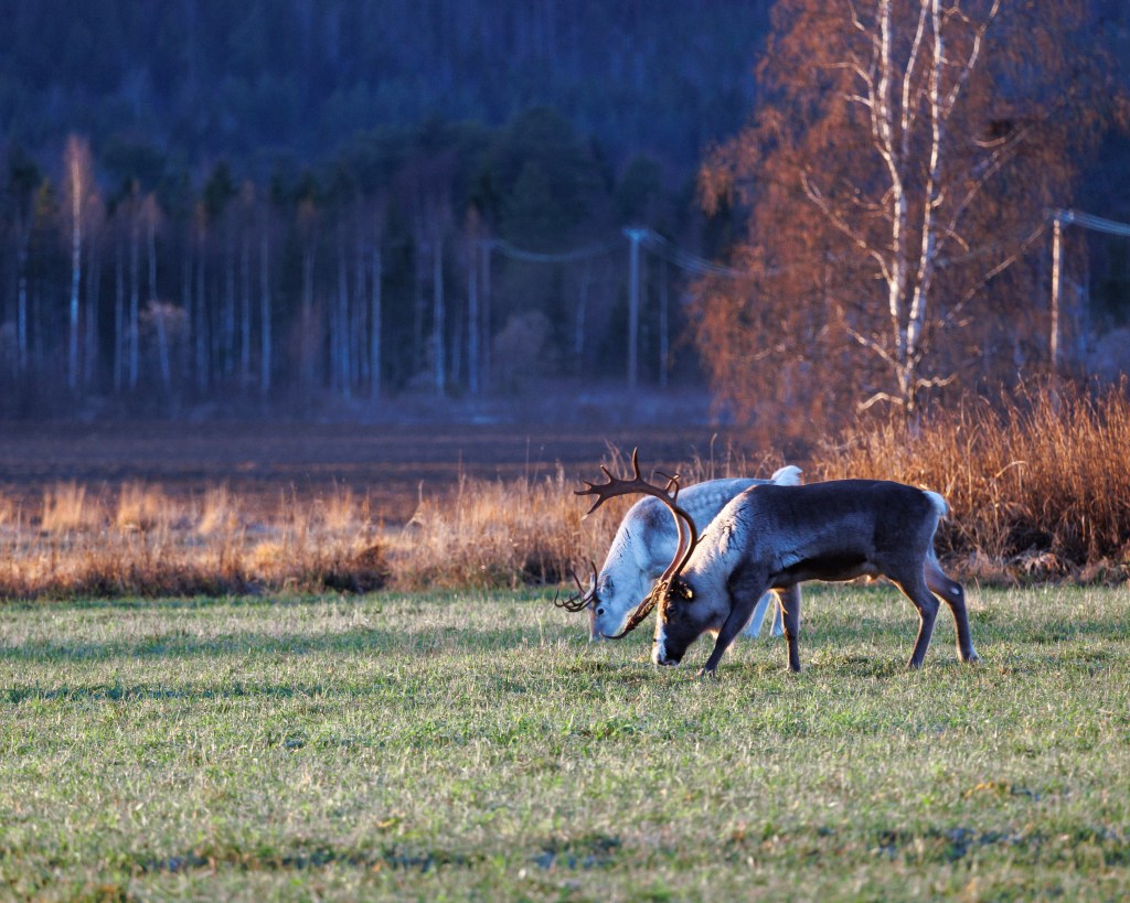 White reindeer and a male reindeer with very impressive horns on a field in Swedish Tornedalen, November 2022