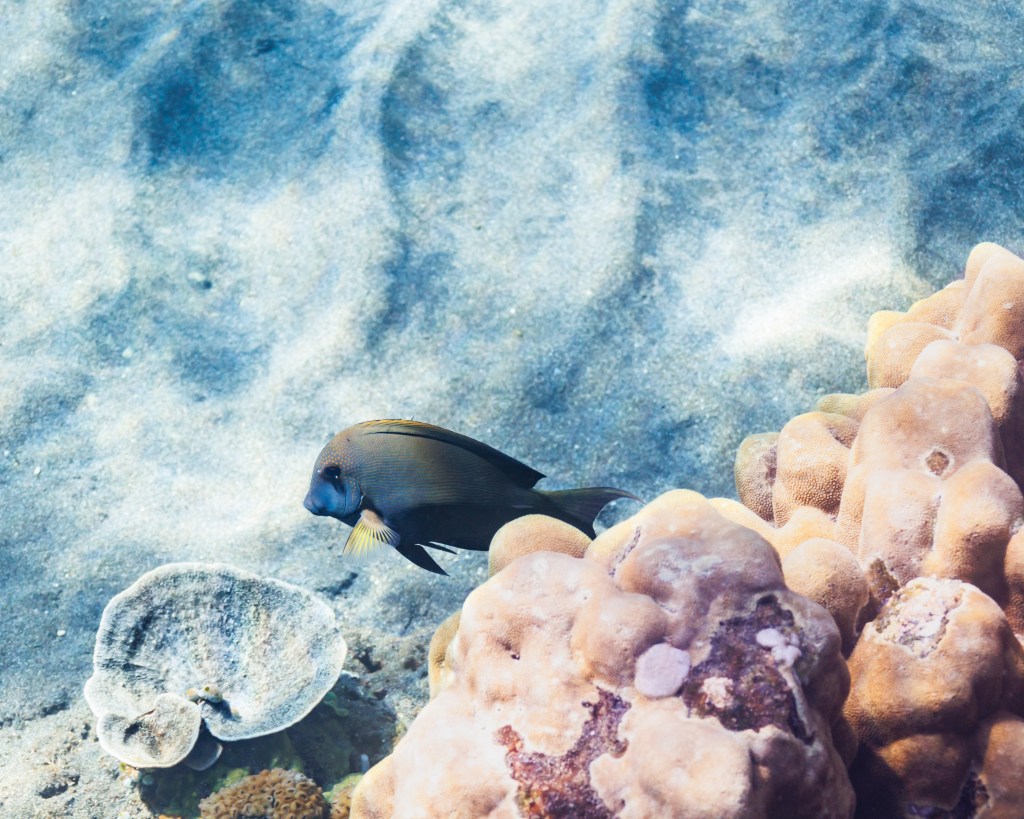Fish and corals in the sea at Amed, East Bali, June 2022