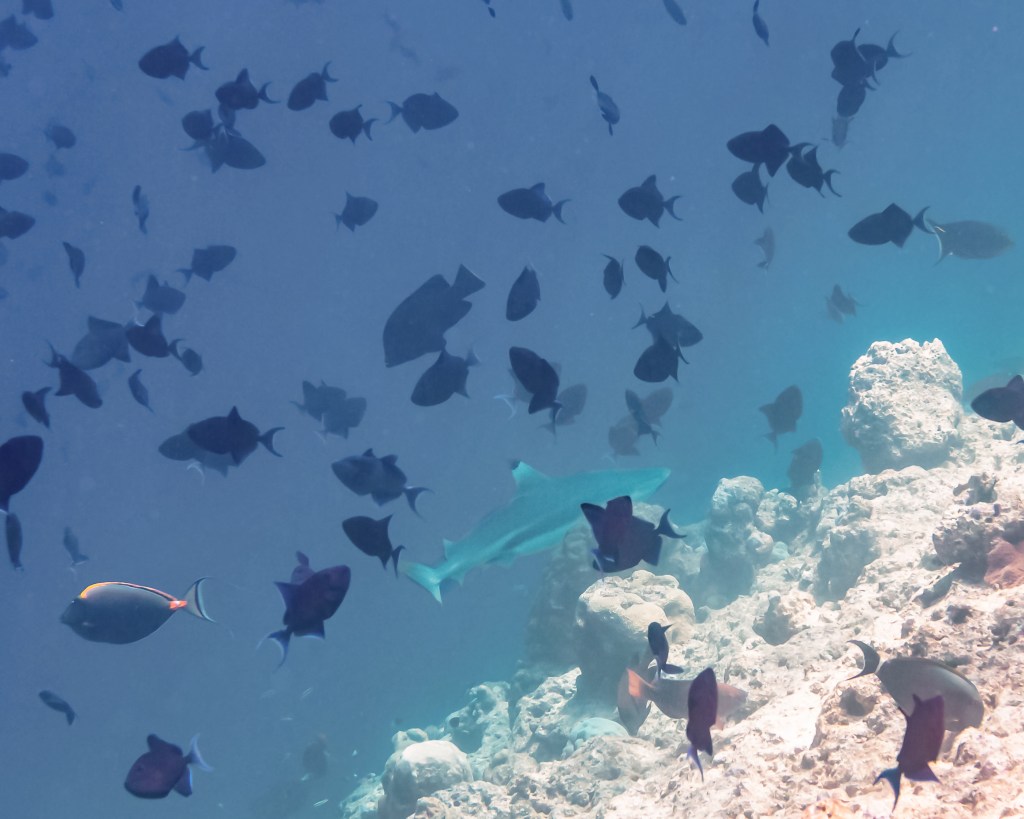Reef shark in the Maldives 