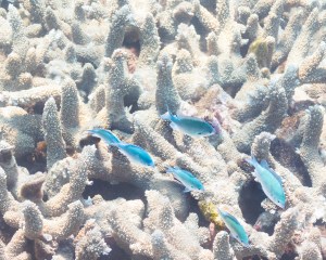 Fish swimming through the corals at Lipah Beach, Amed, East Bali, June 2022