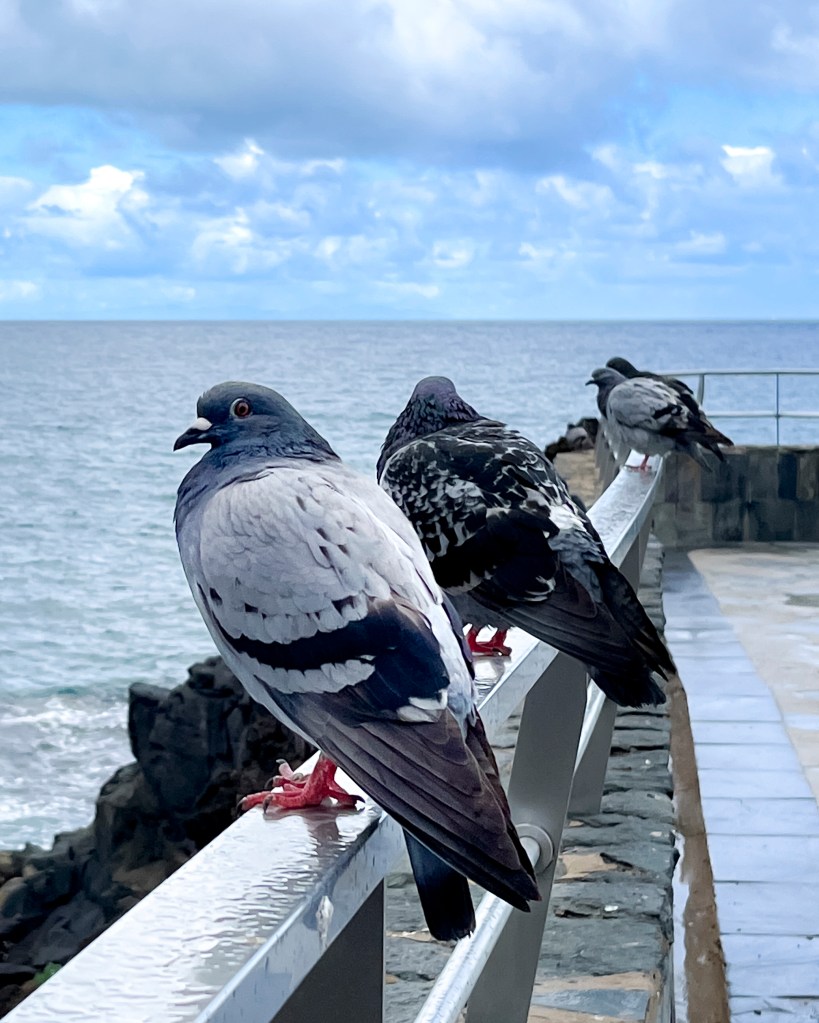 Doves sitting on a railing in Las Palmas, Gran Canaria, February 2023