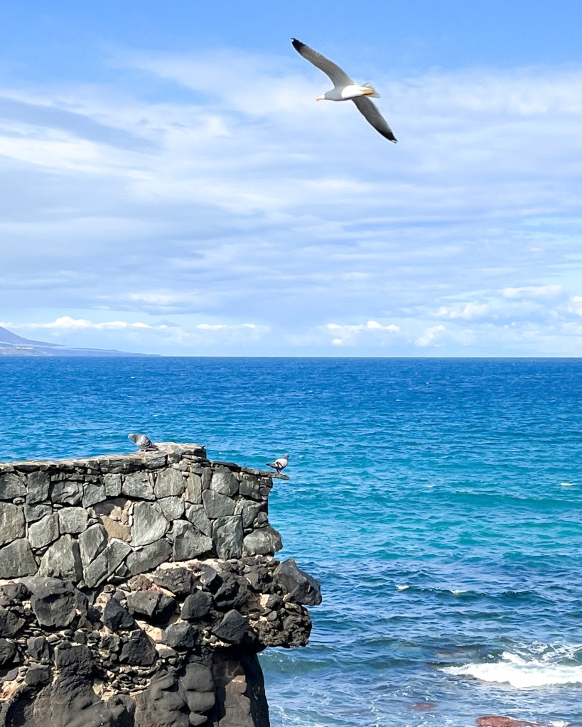 Seagull flying over the cliffs in Las Palmas, Gran Canaria, February 2023