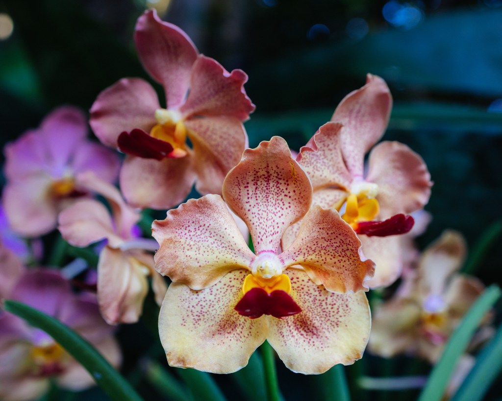 Pink orchids in the Orchid Gardens which are part of The Botanical Gardens in Singapore.