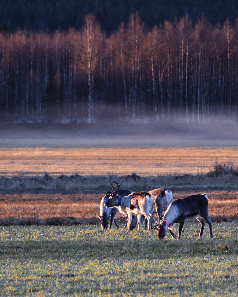 Reindeer on a field close to the Arctic circle in Swedish Tornedalen, Sweden November 2022