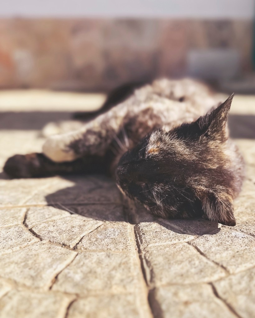 The cat that usually hangs out at Spar in Sagres, Portugal, April 2023