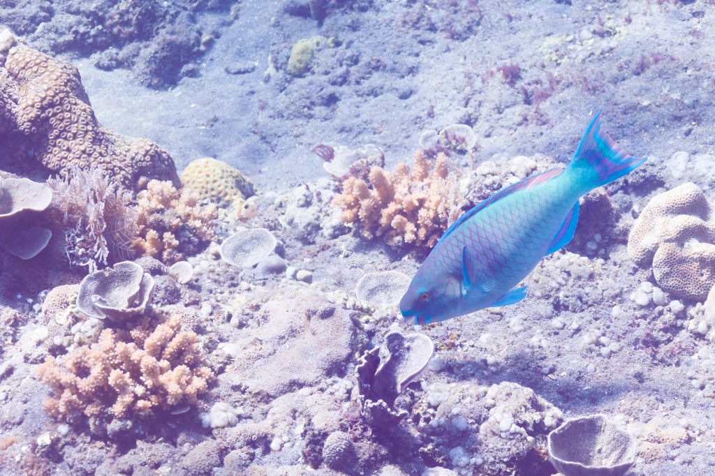 Fish eating from a coral in the reefs outside Lipah Beach, Amed East Bali, June 2022