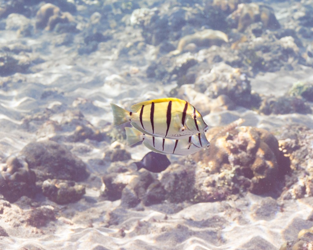 Colourful fish in the coral reefs outside Amed, East Bali, June 2022