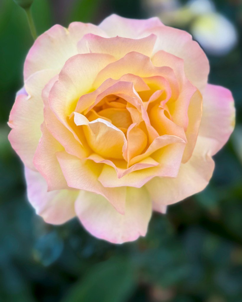 Rose in Platanias, Crete Island, Greece May 2025