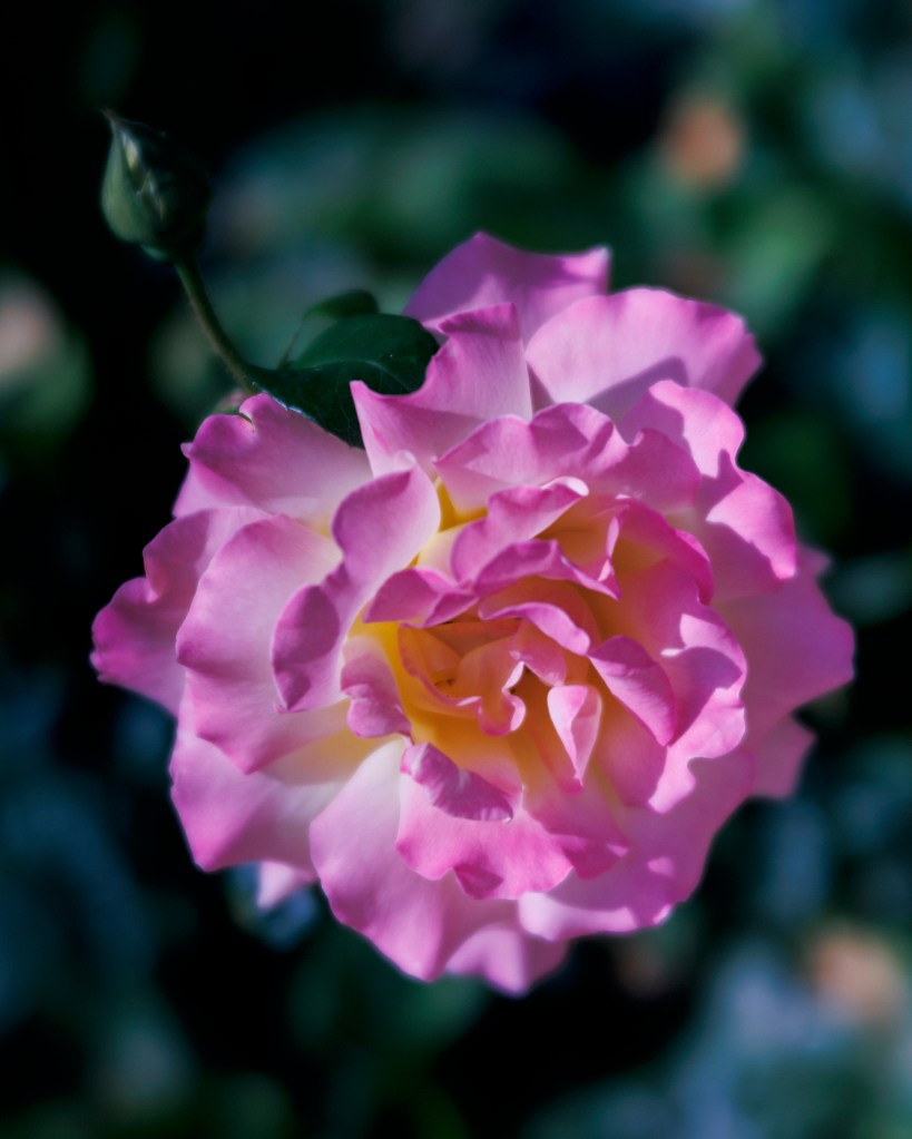 Rose in Platanias, Crete Island, Greece May 2025