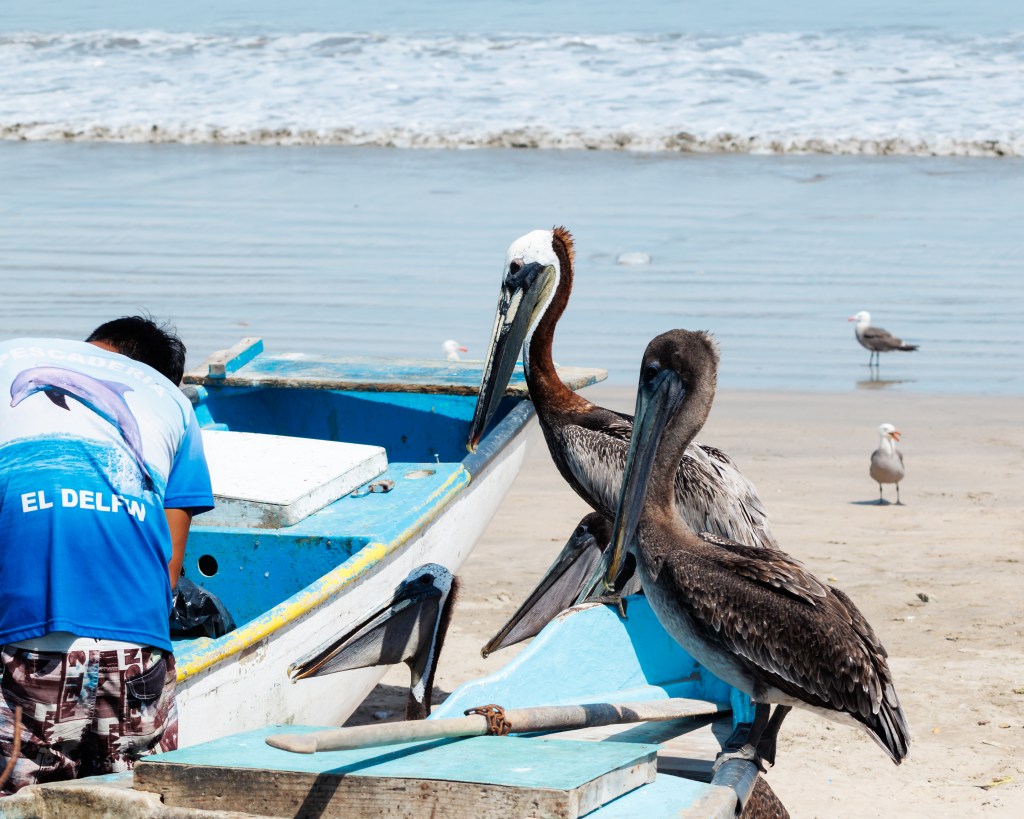 Pelicans watching fisherman sorting out the days catch of fish hoping to get some leftovers at Avenida Del Mar, Mazaltlán, Mexico during MexiLogFest 2024.