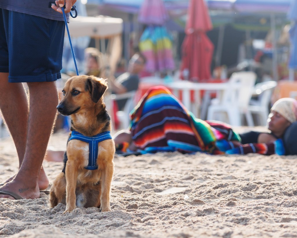 Morning activities at Playa Los Pintos, Mexi Log Fest, Mazatlán, Mexico