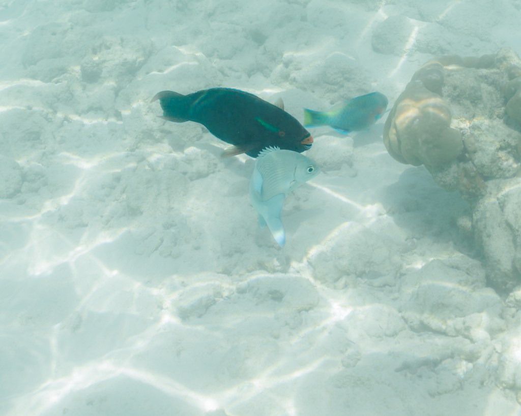 Colorful fishes seen in the Andaman Sea, Thailand while snorkeling close to the beach in January 2026