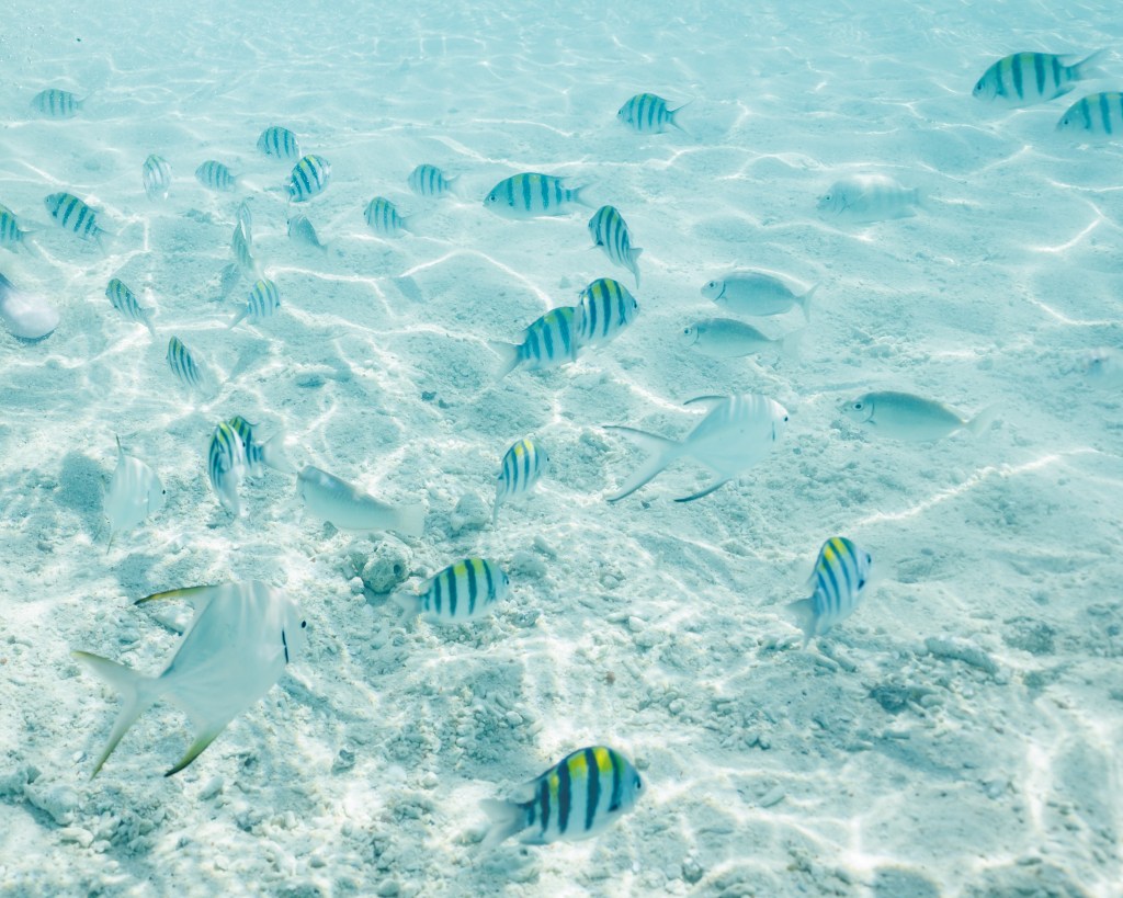 Fish in the Andaman Sea outside Phuket, January 2026. Image of the fish, the sea floor and the surface of the sea taken while snorkeling
