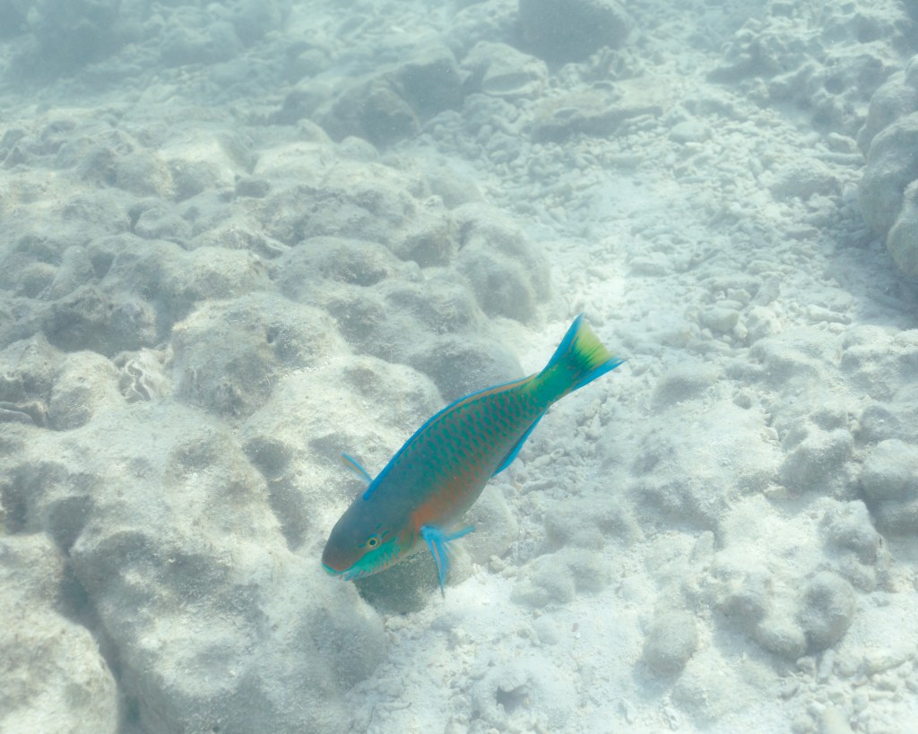 Parrot fish in the Andaman Sea, Thailand, January 2026