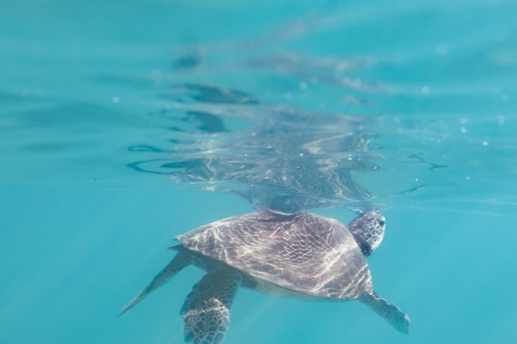Sea turtle photographed under water in Turtle Bay, Mirissa, Sri Lanka