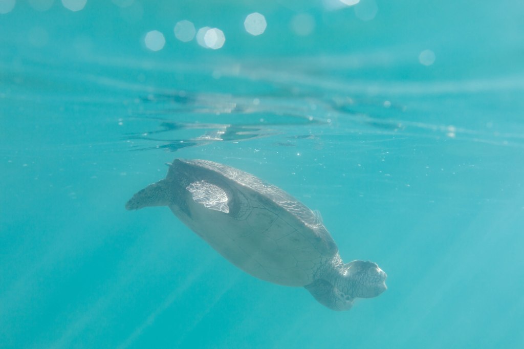 Young sea turtle photographed close to the surface in the water in Turtle Bay, Mirissa, Sri Lanka