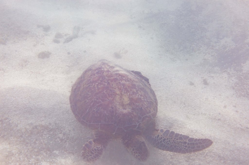 Very old and big sea turtle photographed under water in Turtle Bay, Mirissa, Sri Lanka