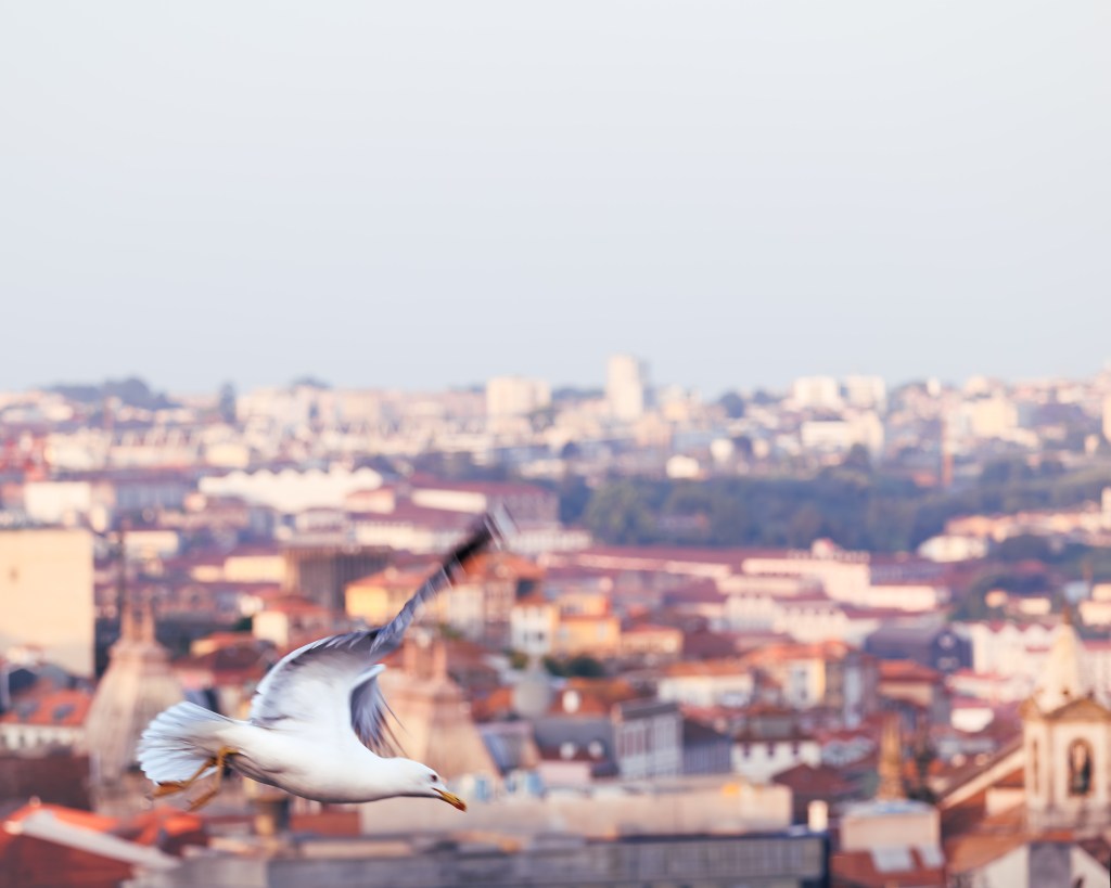Seagull flying over the rooftops of Porto, Portugal