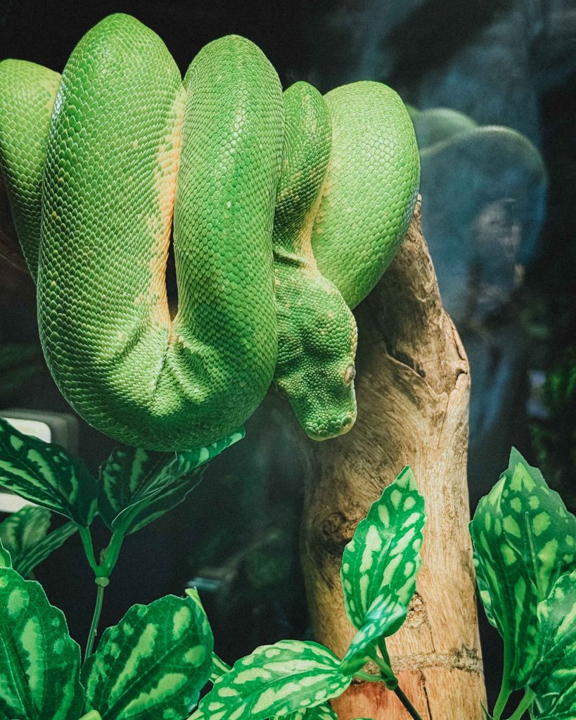 Snake at Aquarium Central Phuket, Thailand, January 2026