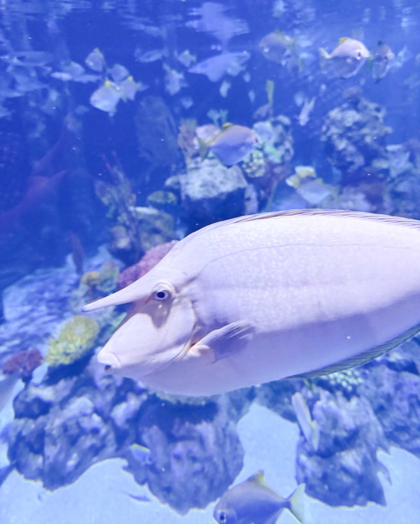 Unicorn fish at Aquarium in Central Phuket, Thailand january 2026