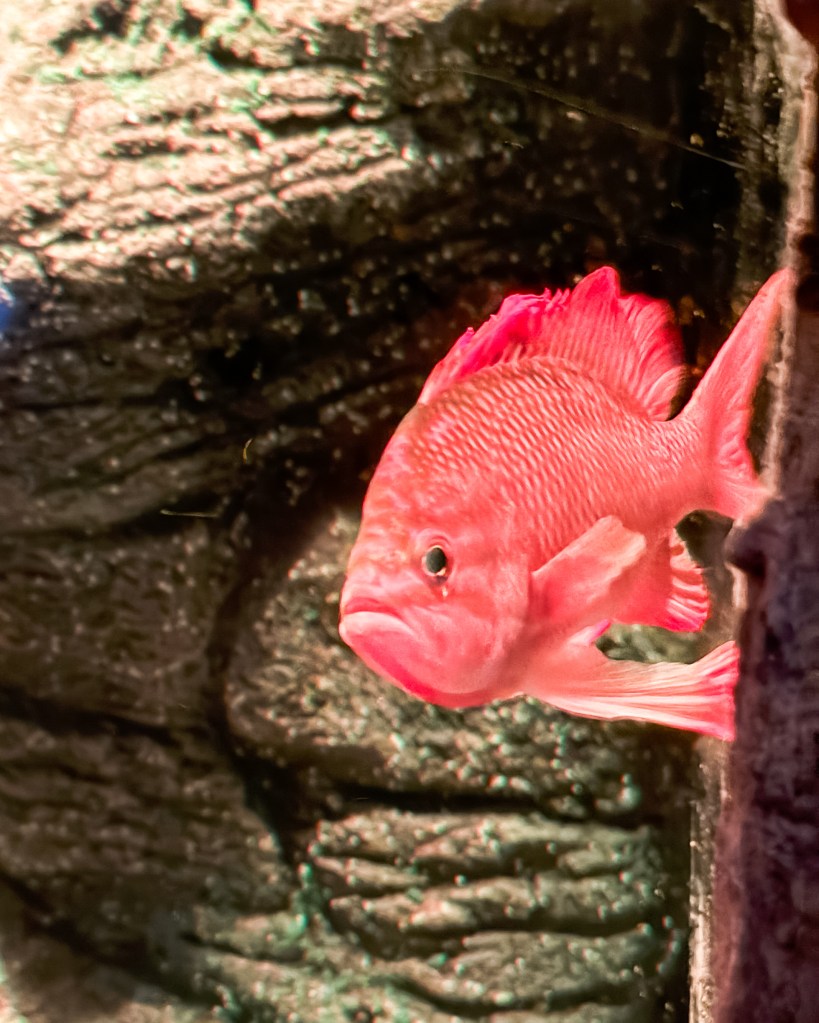 Pink fish at Sea Life Aquarium in Porto, Portugal