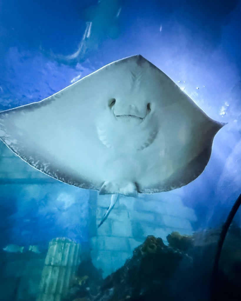 Manta ray at Sea Life Aquarium in Porto, Portugal