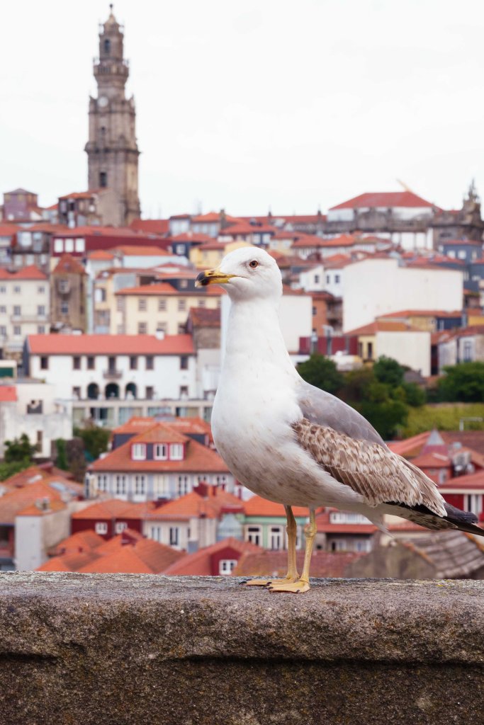 Seagull in Porto, Portugal