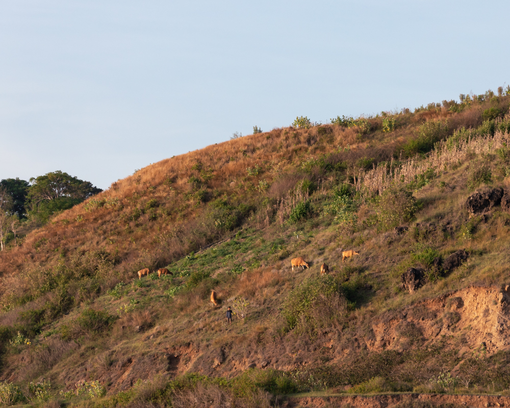 Cows and young boy at the hills along the sea, Lombok, Indonesia